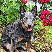 Thessa participe au concours pour gagner de l'argent avec cette photo : animal, dog, ears, eyes, face, fur, garden, grass, greenery, happy, nature, outdoor, pet, plants, red_flowers, roses, sitting, smiling, soil, tongue_out