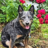 animal, dog, ears, eyes, face, fur, garden, grass, greenery, happy, nature, outdoor, pet, plants, red_flowers, roses, sitting, smiling, soil, tongue_out