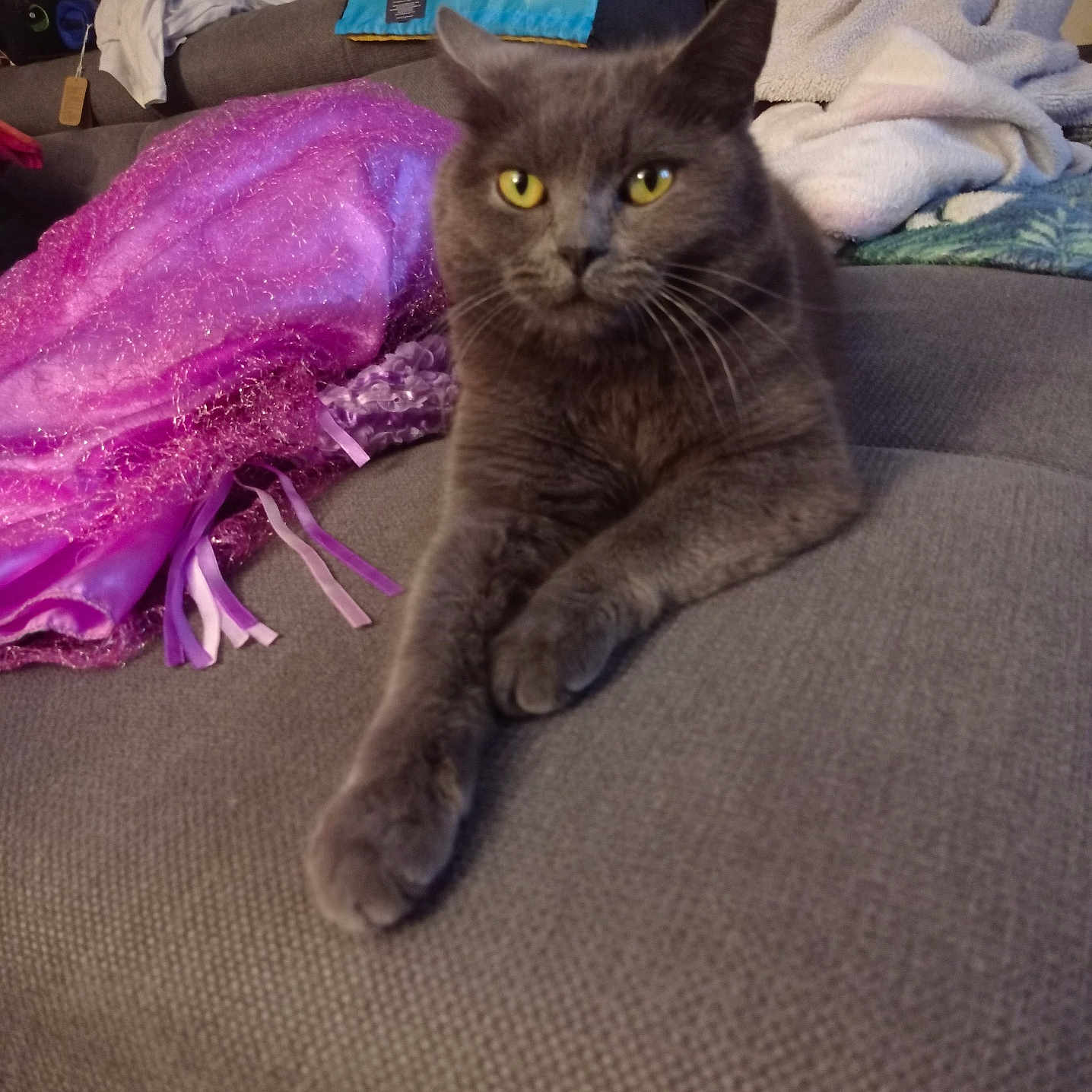 Nugget participe au concours pour gagner de l'argent avec cette photo : cat, gray_cat, pet, animal, feline, yellow_eyes, whiskers, pointed_ears, sitting, lounging, crossed_paws, couch, sofa, blankets, purple_fabric, sparkly, indoor, living_room, portrait, relaxed