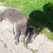 Nugget participe au concours pour gagner de l'argent avec cette photo : cat, gray_cat, fluffy, feline, pet, animal, outdoor, patio, concrete, grass, garden, sunlight, shadow, lying_down, relaxed, sleepy, whiskers, paws, flowers, nature
