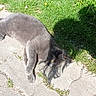 cat, gray_cat, fluffy, feline, pet, animal, outdoor, patio, concrete, grass, garden, sunlight, shadow, lying_down, relaxed, sleepy, whiskers, paws, flowers, nature