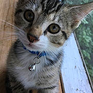 Cinnamon Roll joined the competition — help win amazing prizes! kitten, tabby, cat, close_up, collar, bell, wooden_surface, window, greenery, pet, whiskers, cute, fur, animal, indoor, young, curious, eyes, face, domestic