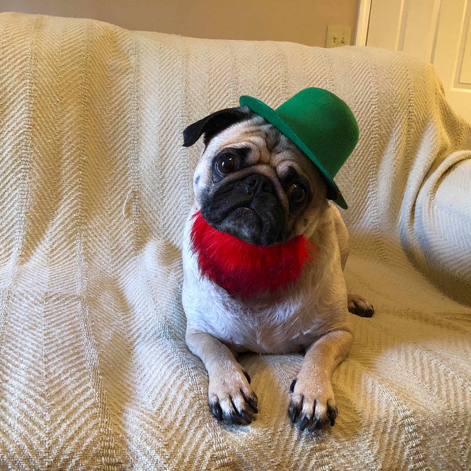 Levon joined the competition — help win amazing prizes! canidae, carnivore, companion_dog, dog, dog_breed, dog_clothes, fawn, linens, mammal, pug, puggle, puppy, snout, toy_dog, vertebrate
