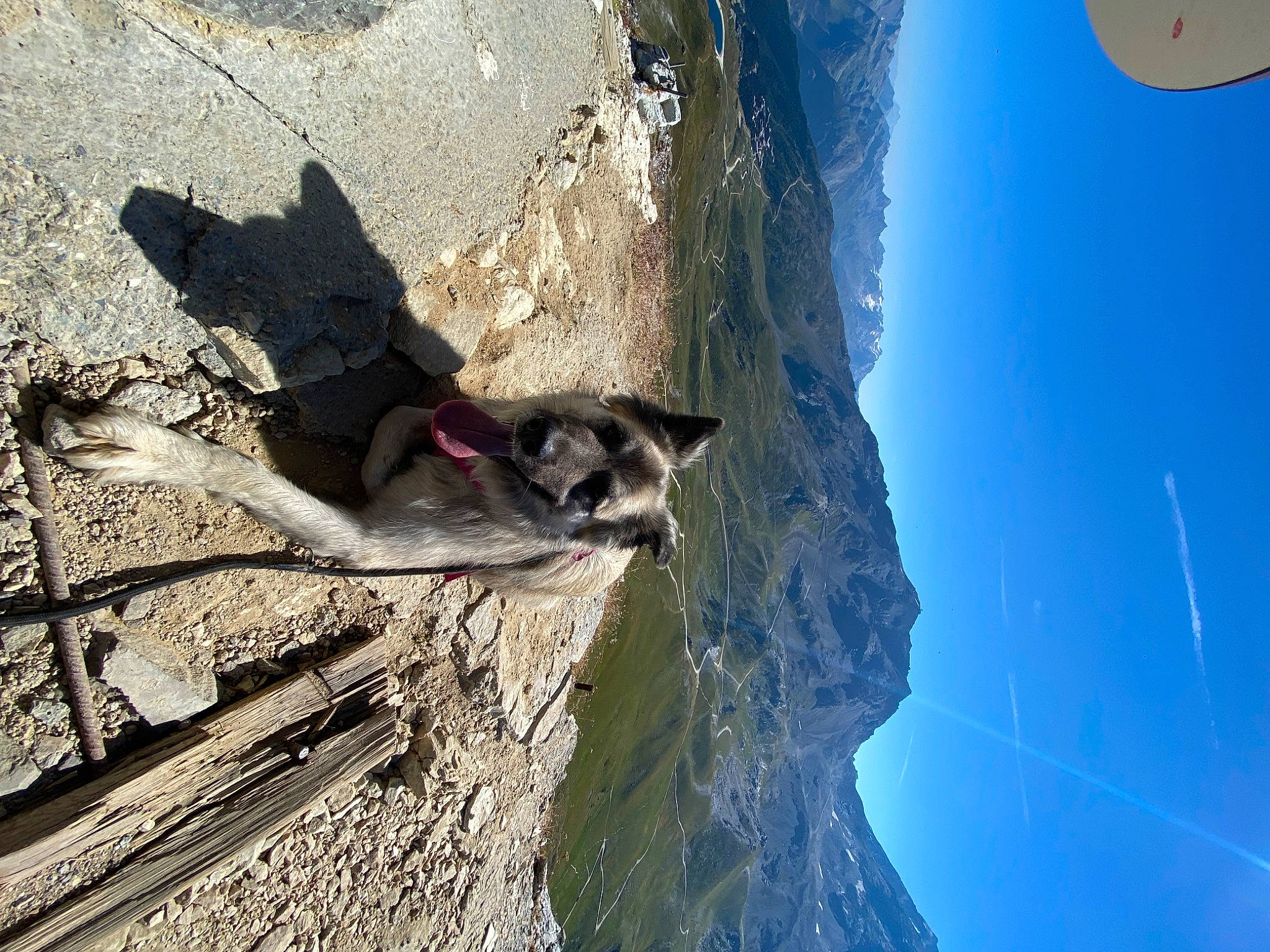 Jaska participe au concours pour gagner de l'argent avec cette photo : adventure, carnivore, dog, dog_breed, extreme_sport, fault, landscape, mountain, mountain_range, mountainous_landforms, recreation, rock, shadow, sky, slope, soil, sport_climbing, tree, trunk, wood