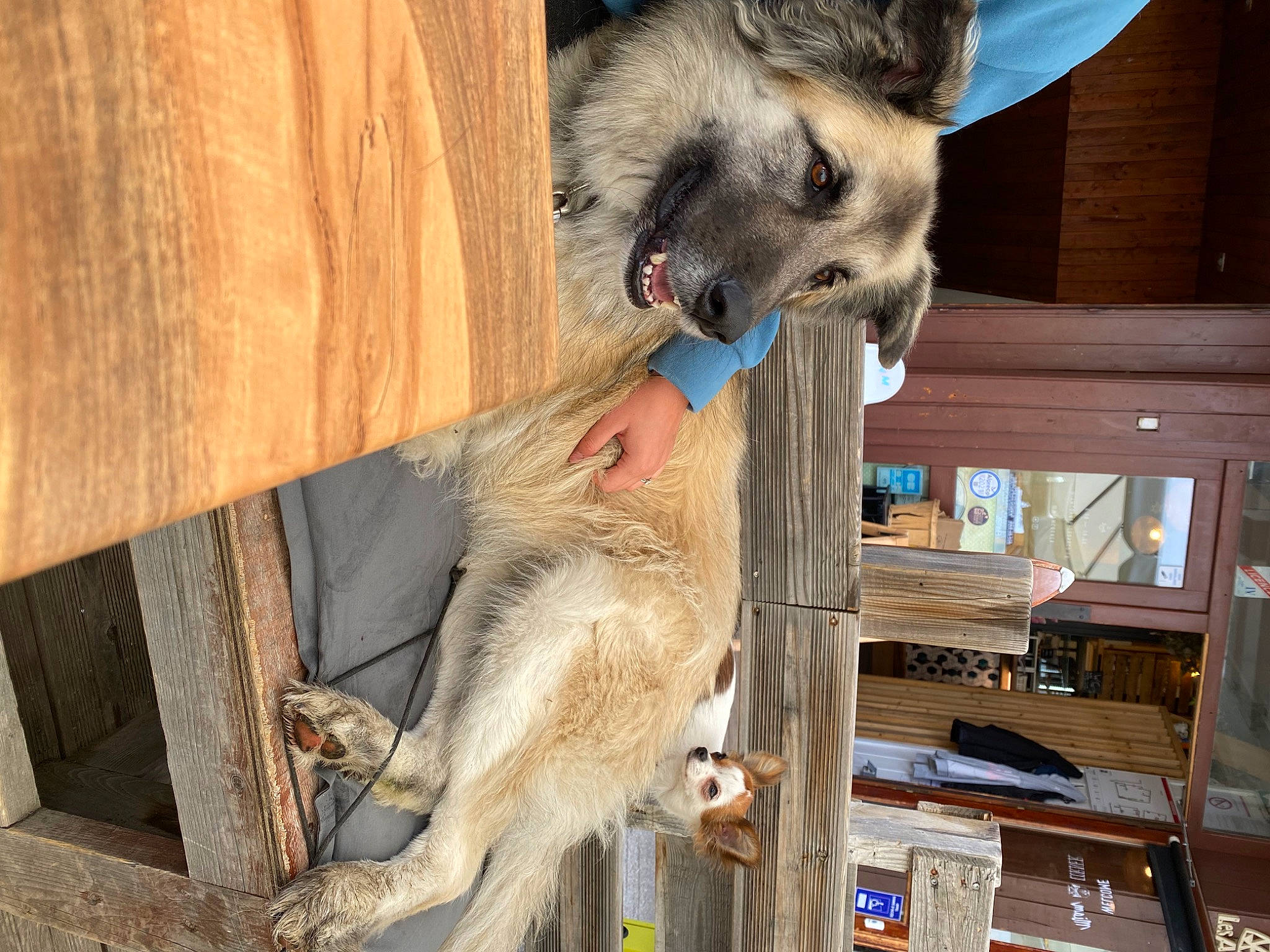 Jaska a rejoint le concours — aidez-le/la à gagner de superbes lots ! canidae, carnivore, companion_dog, dog_breed, fawn, felidae, fur, hardwood, marsupial, plank, small_to_medium_sized_cats, snout, sporting_group, tail, whiskers, wildlife, wood, working_animal