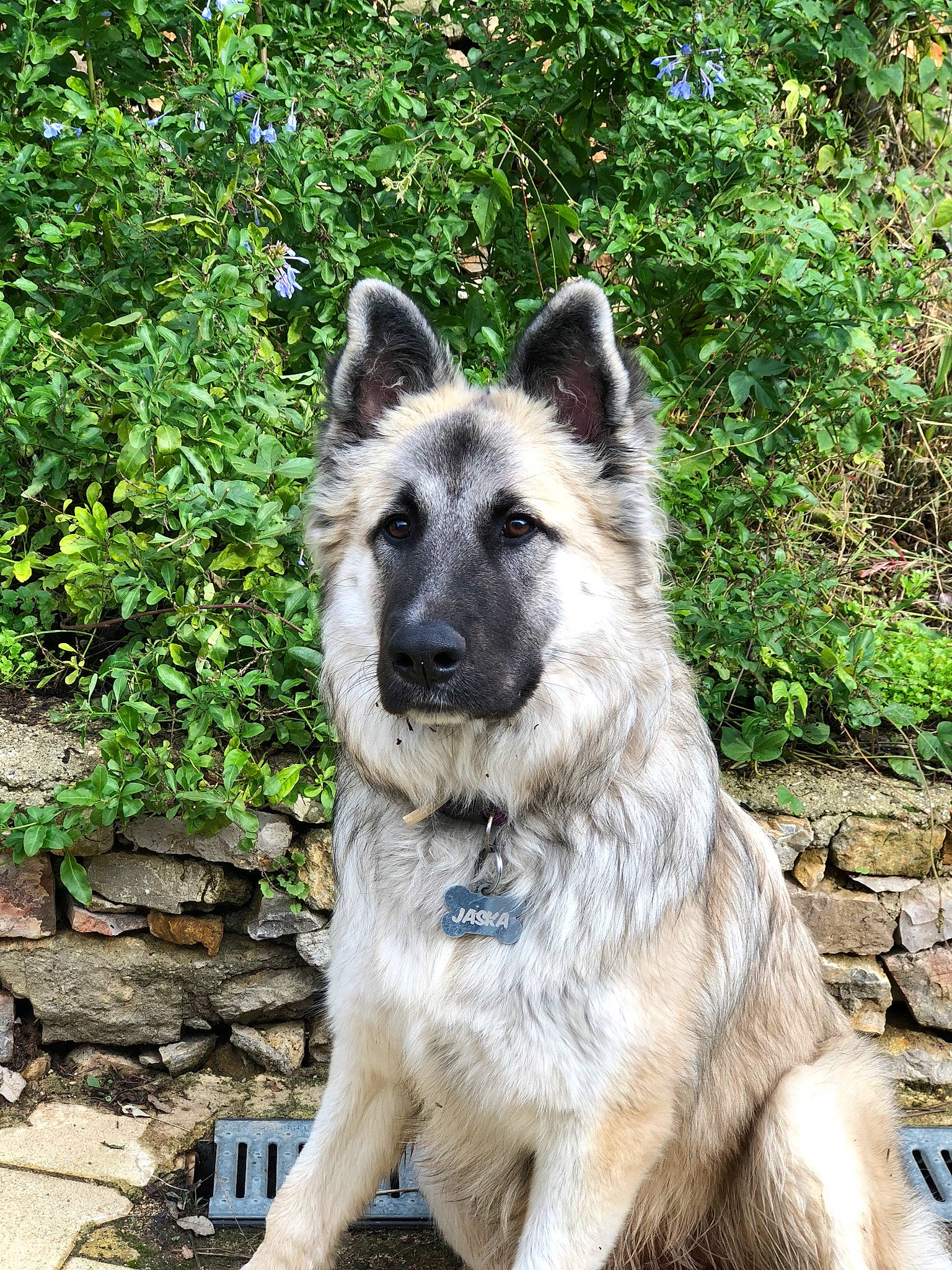 Jaska a rejoint le concours — aidez-le/la à gagner de superbes lots ! ancient_dog_breeds, canidae, carnivore, companion_dog, dog, dog_breed, east_european_shepherd, german_shepherd_dog, giant_dog_breed, herding_dog, old_german_shepherd_dog, plant, snout, sporting_group, terrestrial_animal, working_animal, working_dog
