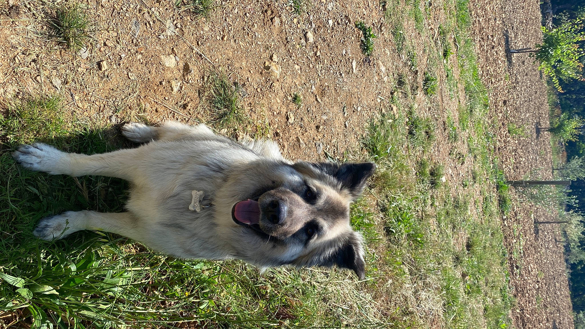 Jaska a rejoint le concours — aidez-le/la à gagner de superbes lots ! canidae, canis, carnivore, dog, dog_breed, fawn, fur, grass, grassland, herbaceous_plant, pasture, paw, plant, snout, sporting_group, tail, terrestrial_animal, whiskers, working_animal