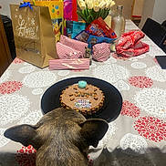 Uno participe au concours pour gagner de l'argent avec cette photo : dog, birthday, cake, table, gift_bags, wrapped_presents, tulips, flowers, candle, indoor, celebration, party, decorations, pet, animal, tablecloth, chair, food, canine, waiting