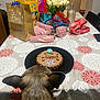 dog, birthday, cake, table, gift_bags, wrapped_presents, tulips, flowers, candle, indoor, celebration, party, decorations, pet, animal, tablecloth, chair, food, canine, waiting