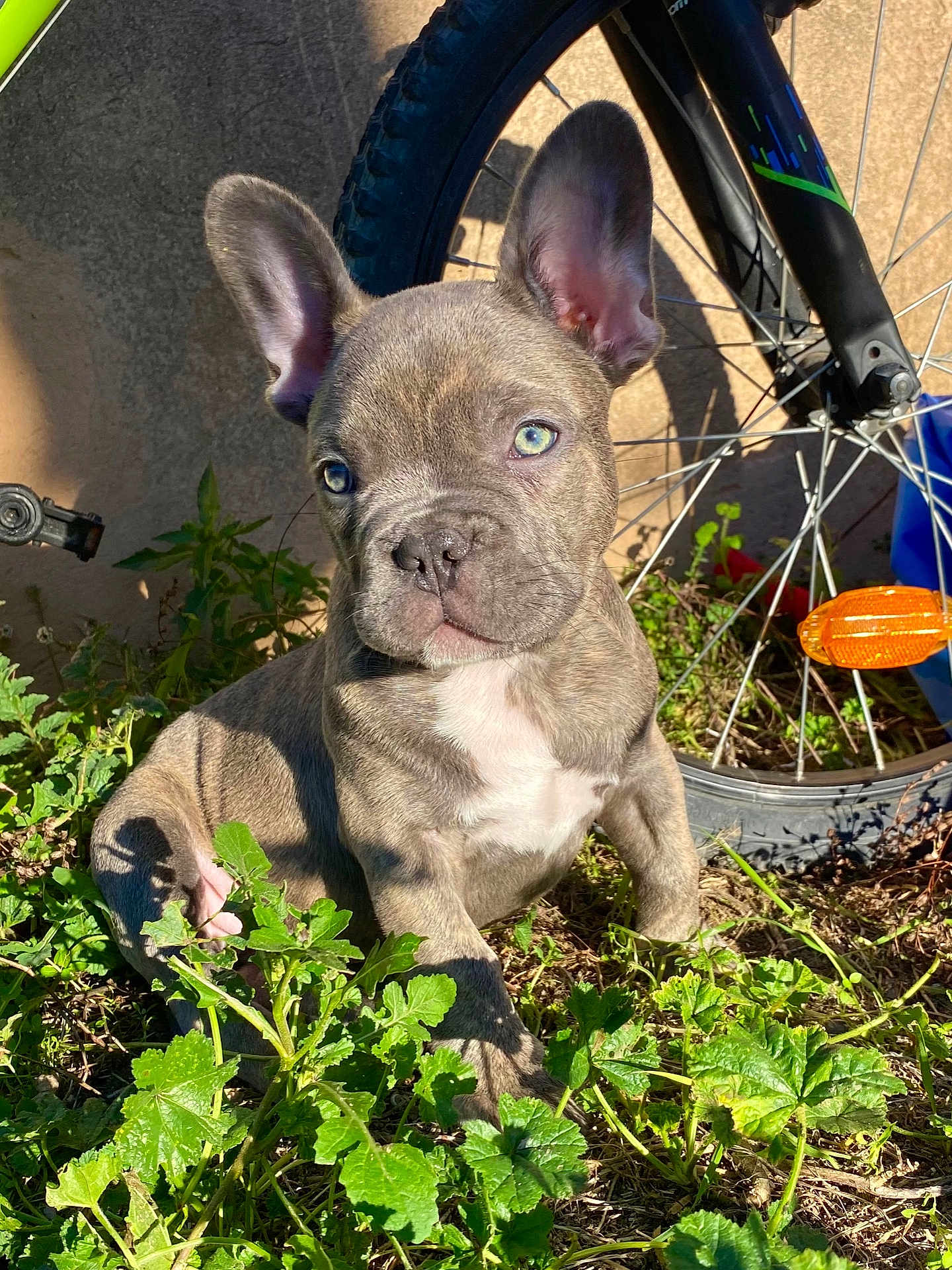 Uno participe au concours pour gagner de l'argent avec cette photo : puppy, dog, french_bulldog, brindle, outdoor, greenery, plants, bicycle, wheel, sunlight, shadow, grass, pet, cute, young, animal, ears, nose, sitting, nature