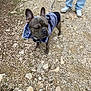dog, french_bulldog, leash, jacket, outdoor, rocky_path, person, jeans, sneakers, pet, canine, walking, fur, collar, animal, nature, standing, cute, side_view, daylight