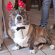 Tigrou participe au concours pour gagner de l'argent avec cette photo : dog, brindle, reindeer_antlers, bow_tie, indoor, tile_floor, pet, festive, holiday, christmas, decorations, animal, sitting, looking_up, people, legs, casual_clothing, shoes, furniture, home