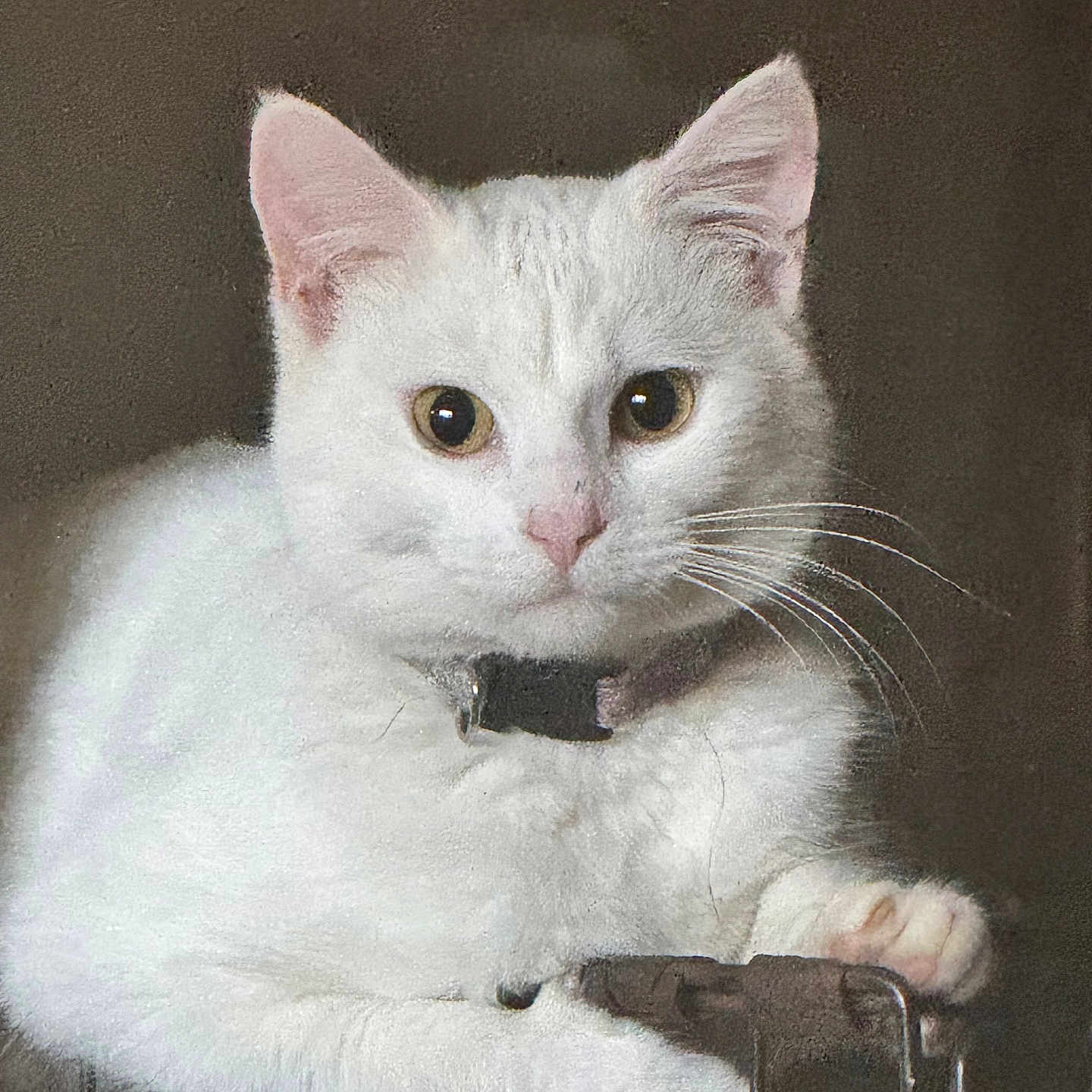 Cinnamoroll is registered to the contest to win money with this photo: abyssinian, angora, animal, art, cat, kitten, manx, painting, pet, siamese, white