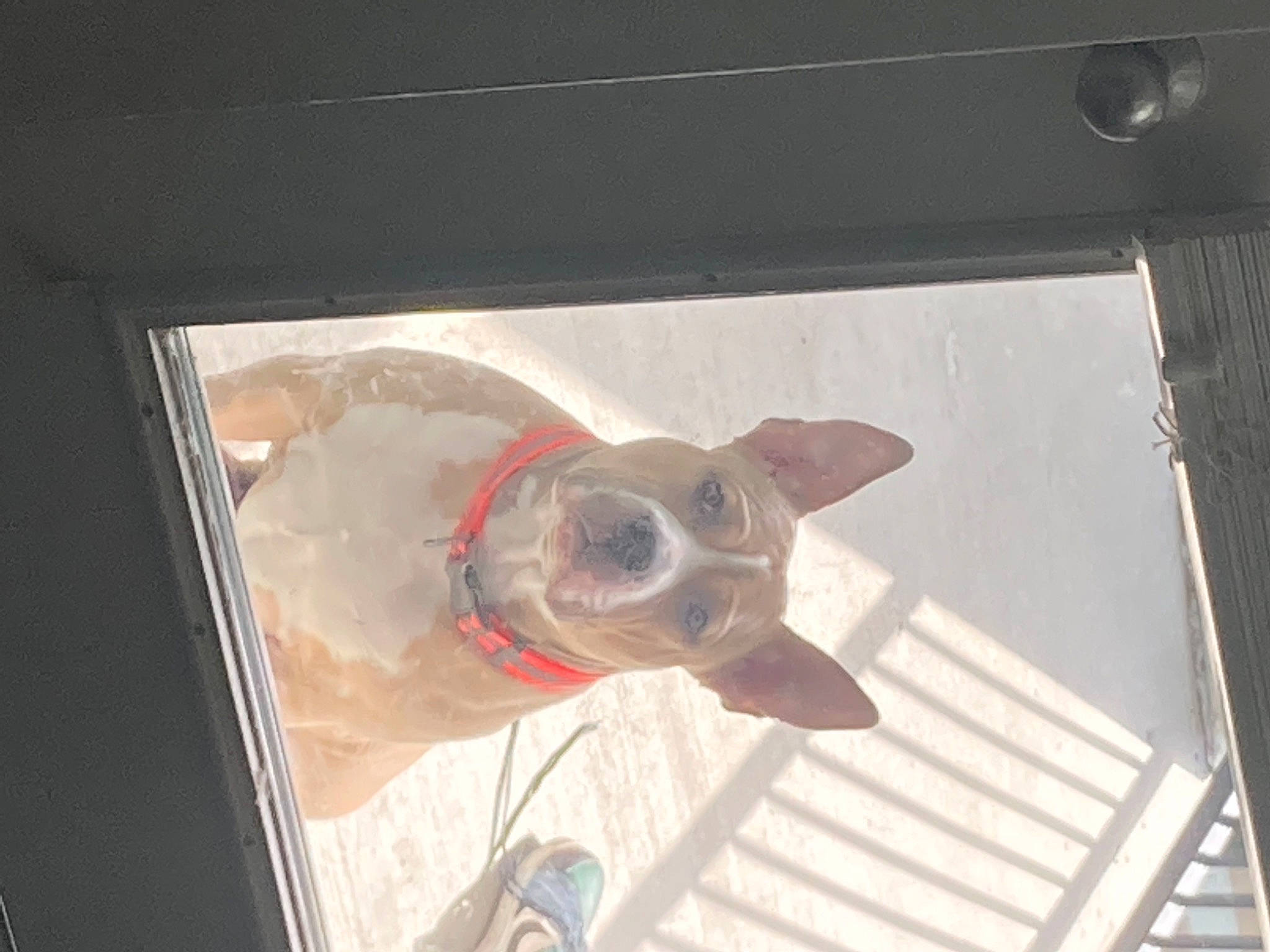 Diego joined the competition — help win amazing prizes! aluminium, animal_shelter, canidae, carnivore, collar, companion_dog, dog, dog_breed, fawn, liver, non_sporting_group, pet_supply, snout, sporting_group, vehicle_door, whiskers, working_animal