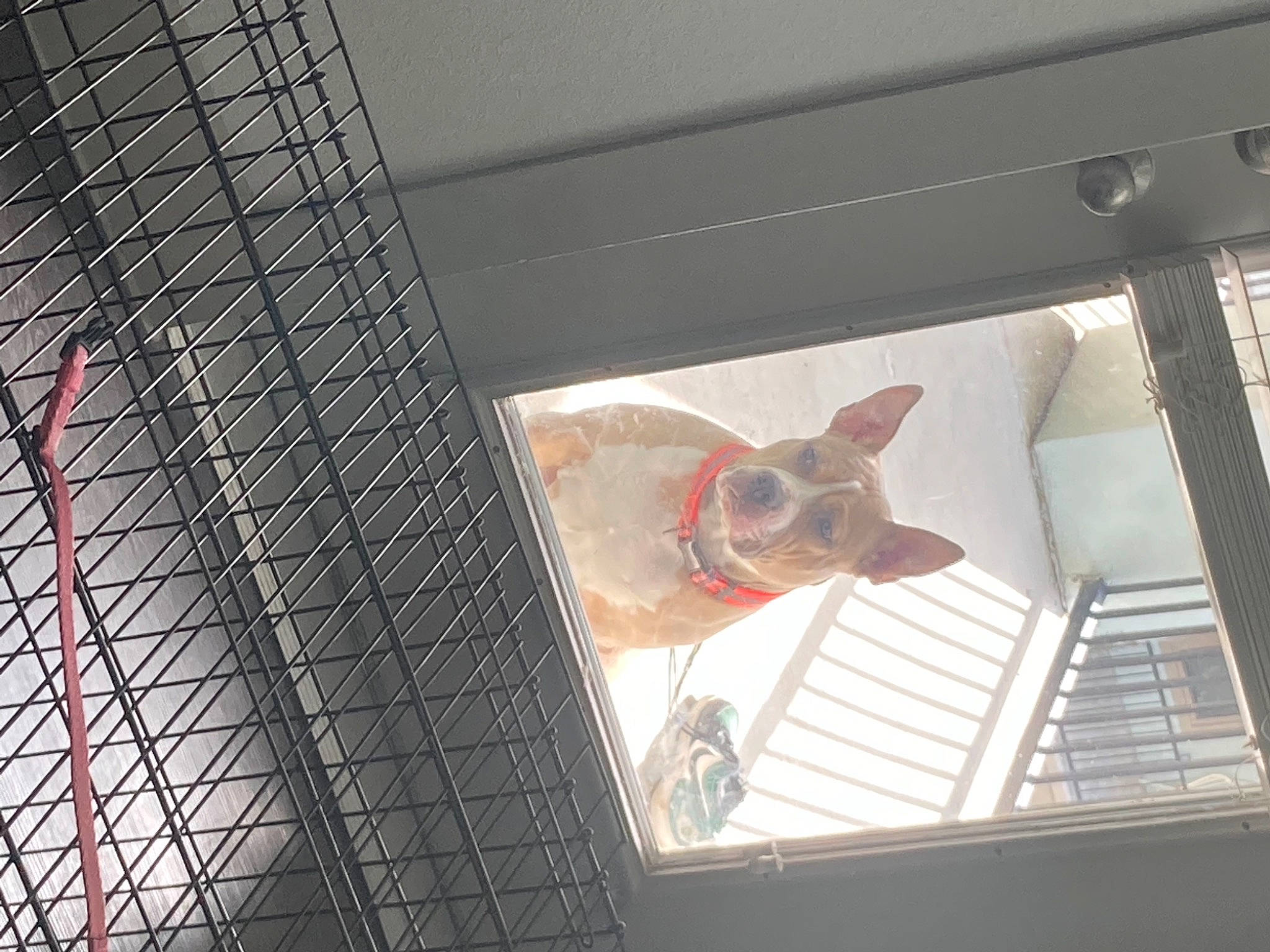 Diego is registered to the contest to win money with this photo: animal_shelter, building, canidae, carnivore, ceiling, circle, daylighting, dog, dog_breed, fawn, glass, mesh, metal, pattern, snout, sporting_group, steel, symmetry, window, wood