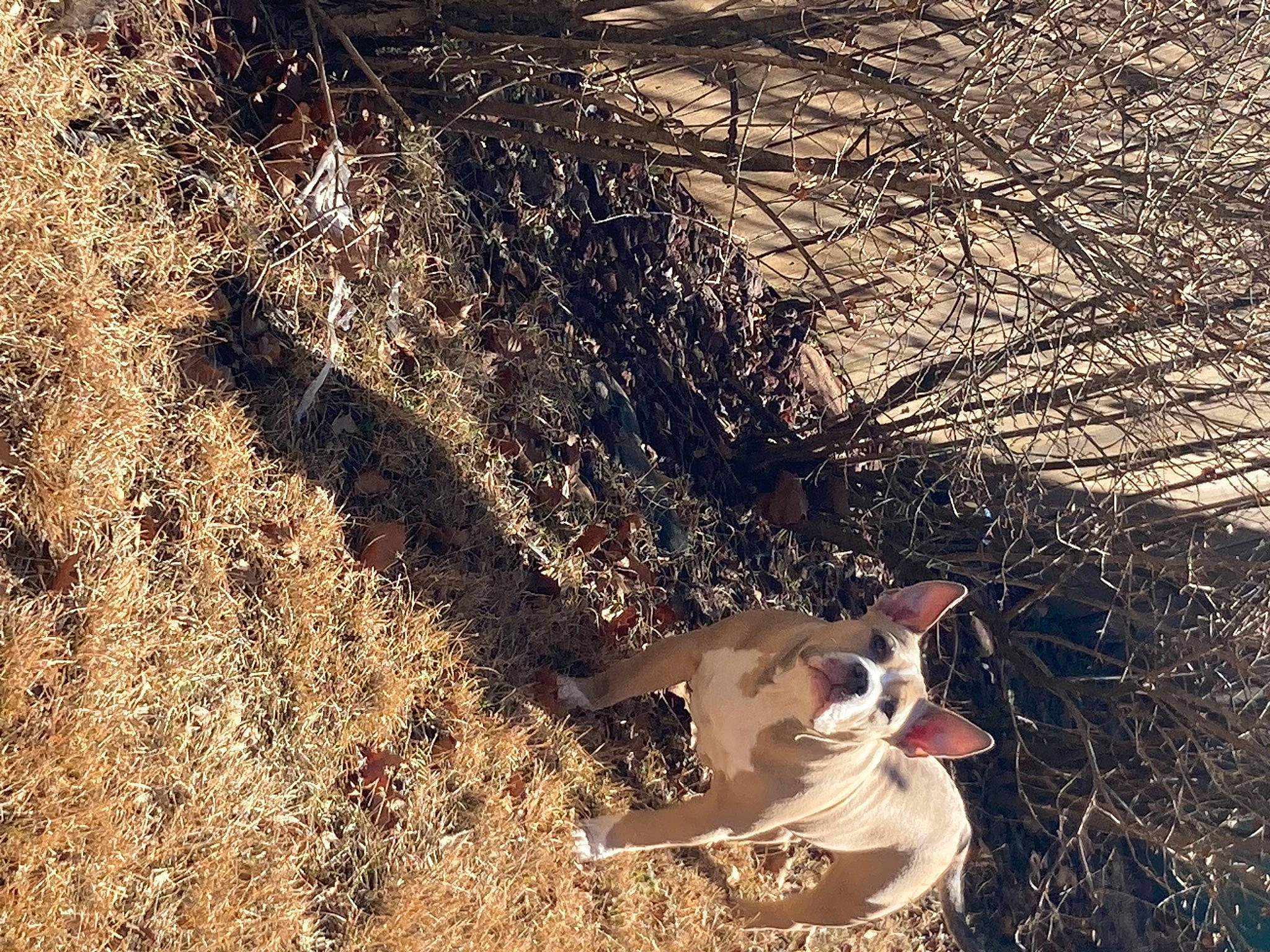 Diego joined the competition — help win amazing prizes! canidae, carnivore, fawn, fur, grass, happy, landscape, people_in_nature, plant, plant_stem, shadow, soil, sporting_group, sunglasses, tail, tints_and_shades, tree, trunk, twig, wood