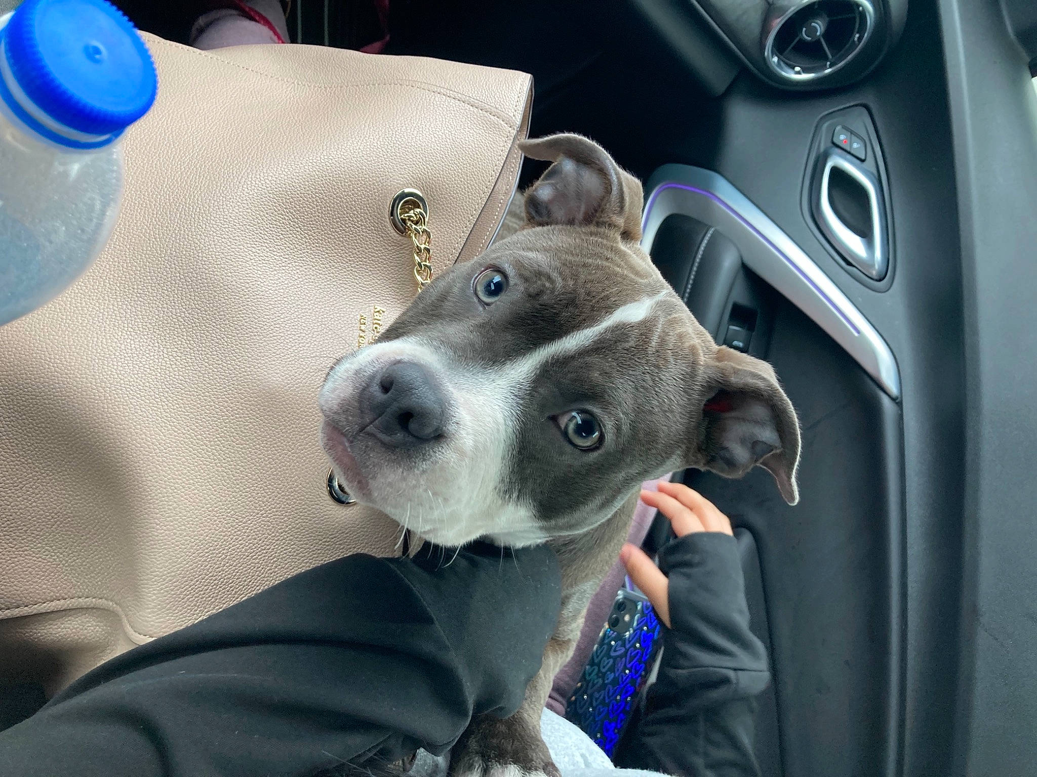 Luna joined the competition — help win amazing prizes! auto_part, automotive_exterior, blue, car, car_seat, carnivore, collar, comfort, companion_dog, dog, dog_breed, electric_blue, family_car, personal_luxury_car, selfie, snout, steering_wheel, vehicle, vehicle_door, working_animal