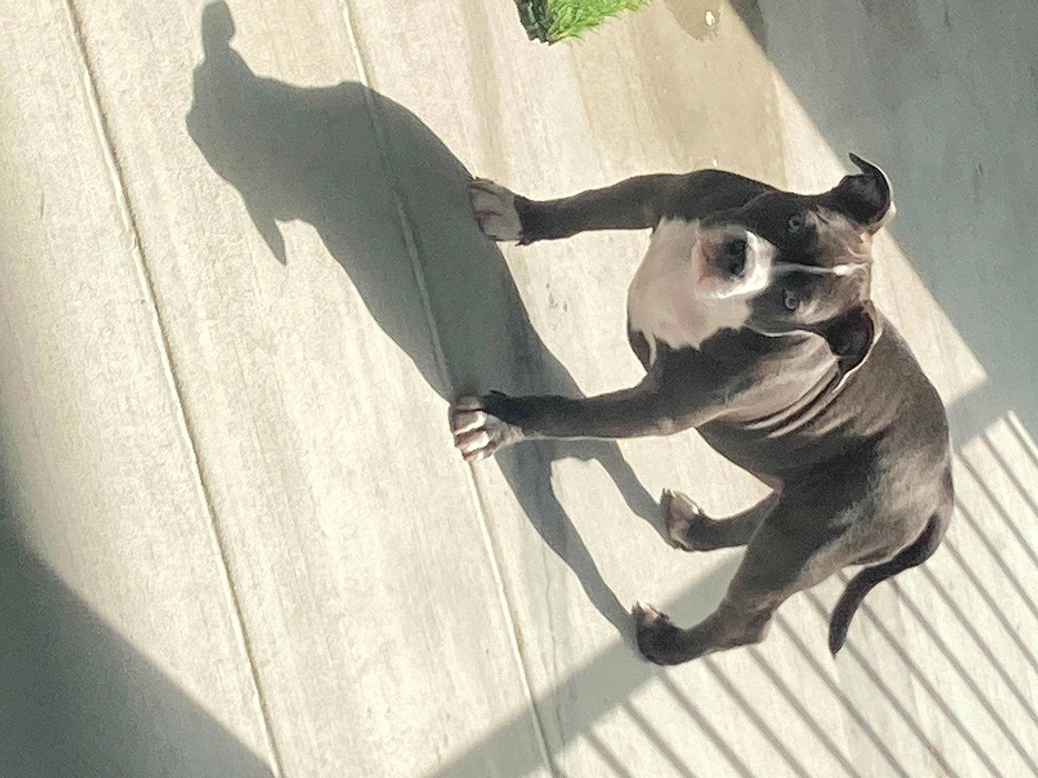 Luna joined the competition — help win amazing prizes! carnivore, collar, companion_dog, dog, dog_breed, dog_collar, eyewear, fawn, floor, flooring, grey, hardwood, leash, pet_supply, snout, sporting_group, tail, tints_and_shades, wood, working_animal