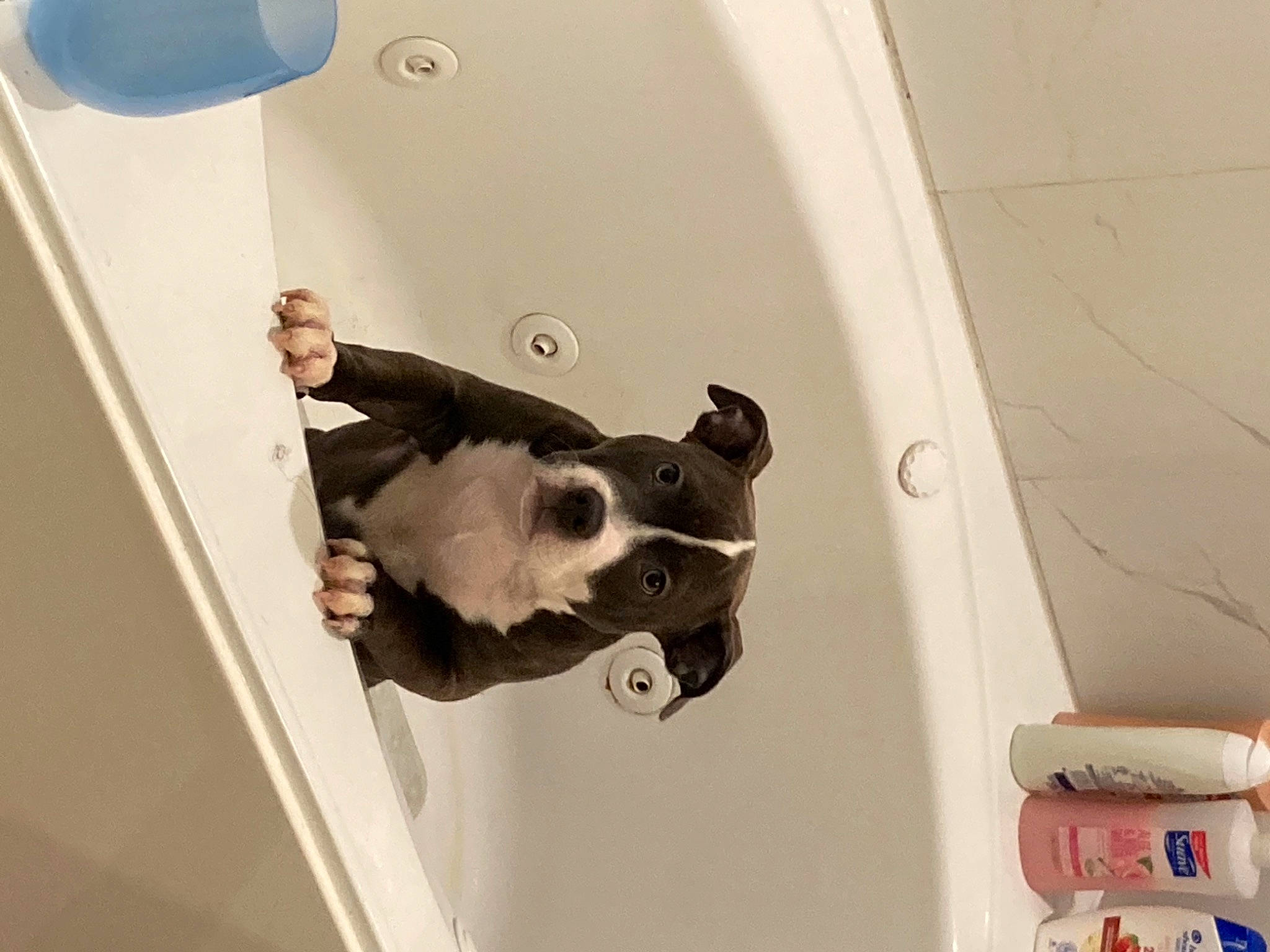 Luna is registered to the contest to win money with this photo: auto_part, automotive_design, automotive_exterior, carnivore, ceiling, comfort, companion_dog, dog, dog_breed, eyewear, fawn, hood, metal, non_sporting_group, room, snout, stairs, vehicle_door, wood, working_animal