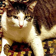 Zeek joined the competition — help win amazing prizes! cat, pet, animal, feline, indoor, relaxing, alert, rug, patterned_rug, floor, tile_floor, white_paws, striped_fur, ears, whiskers, eyes, portrait, domestic_animal, lock_screen, digital_clock