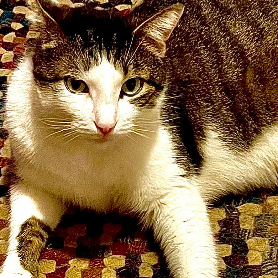 Zeek joined the competition — help win amazing prizes! cat, pet, animal, feline, indoor, relaxing, alert, rug, patterned_rug, floor, tile_floor, white_paws, striped_fur, ears, whiskers, eyes, portrait, domestic_animal, lock_screen, digital_clock