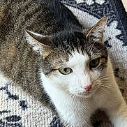 Zeek joined the competition — help win amazing prizes! animal, cat, close_up, date, digital_clock, ears, eyes, fur, indoor, lock_screen, pattern, pet, phone_screen, portrait, resting, rug, tabby, time, whiskers, white_fur