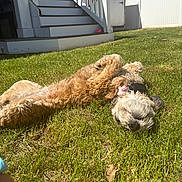 Claire joined the competition — help win amazing prizes! animal, backyard, canine, collar, daylight, dog, domestic, fence, fur, grass, happy, nature, outdoor, pet, playful, relaxed, stairs, summer, sunny, tongue