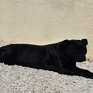 Riplay a rejoint le concours — aidez-le/la à gagner de superbes lots ! dog, black_dog, lying_down, resting, outdoor, stones, gravel, wall, sunlight, relaxed, pet, animal, canine, side_view, quiet, calm, nature, daytime, shadow, still