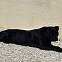 dog, black_dog, lying_down, resting, outdoor, stones, gravel, wall, sunlight, relaxed, pet, animal, canine, side_view, quiet, calm, nature, daytime, shadow, still