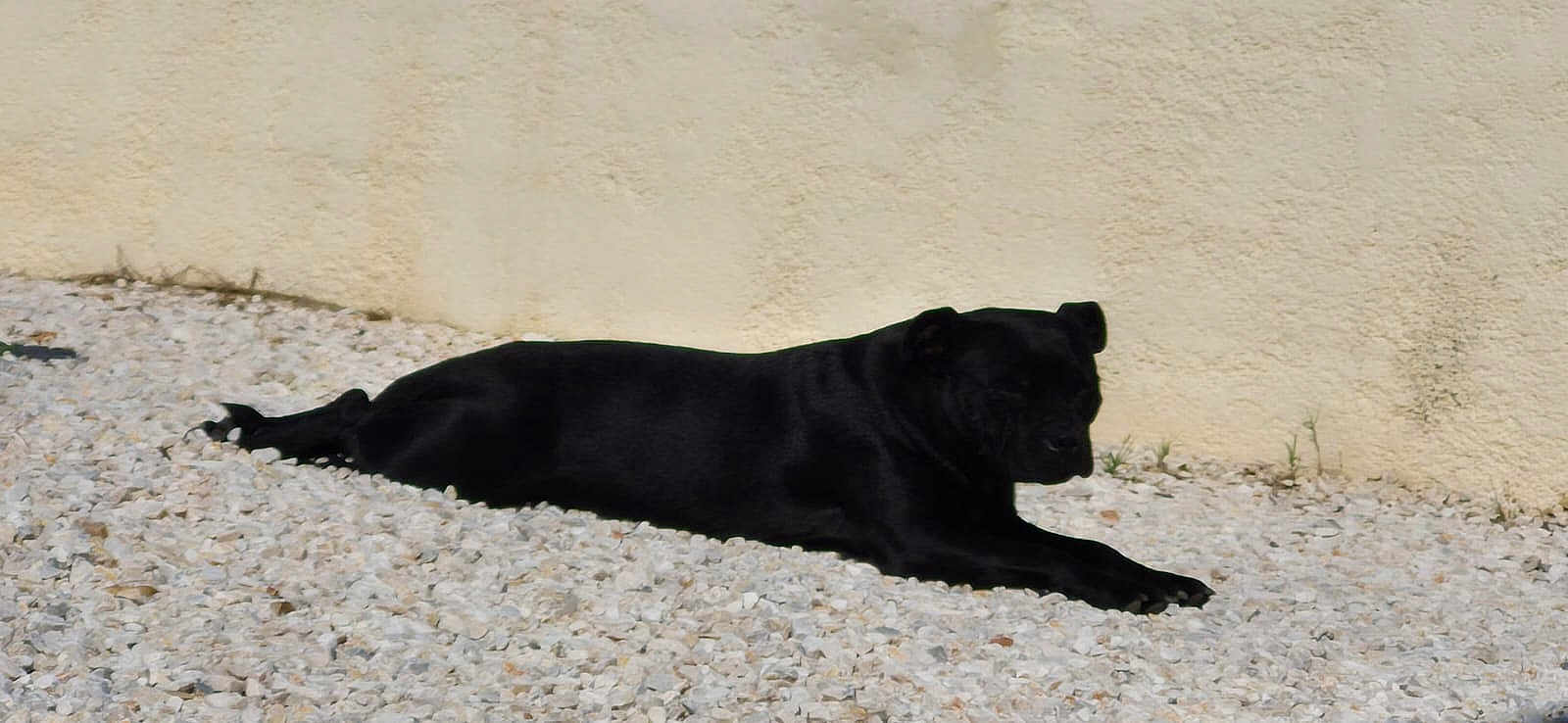 Riplay a rejoint le concours — aidez-le/la à gagner de superbes lots ! dog, black_dog, lying_down, resting, outdoor, stones, gravel, wall, sunlight, relaxed, pet, animal, canine, side_view, quiet, calm, nature, daytime, shadow, still