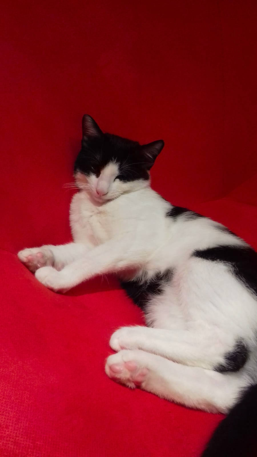 Oréo a rejoint le concours — aidez-le/la à gagner de superbes lots ! aegean_cat, american_wirehair, black_and_white, carnivore, cat, domestic_short_haired_cat, felidae, fur, japanese_bobtail, kitten, mammal, norwegian_forest_cat, paw, polydactyl_cat, small_to_medium_sized_cats, tail, whiskers