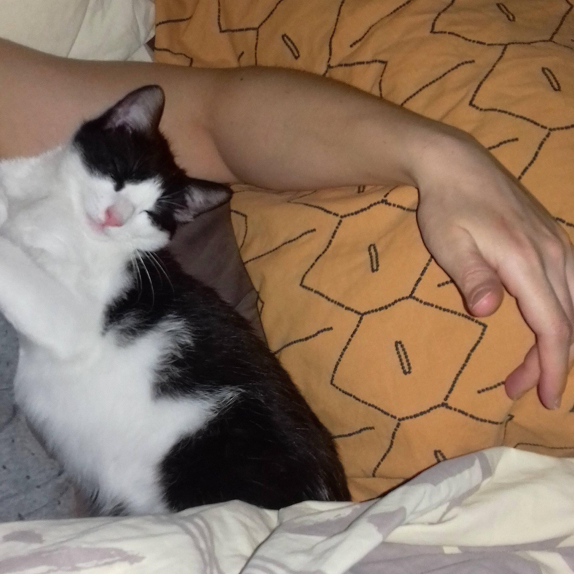 Oréo a rejoint le concours — aidez-le/la à gagner de superbes lots ! arm, bed, black_cat, black_hair, carnivore, cat, domestic_short_haired_cat, ear, eye, felidae, fur, hand, leg, norwegian_forest_cat, nose, paw, polydactyl_cat, small_to_medium_sized_cats, tail, whiskers