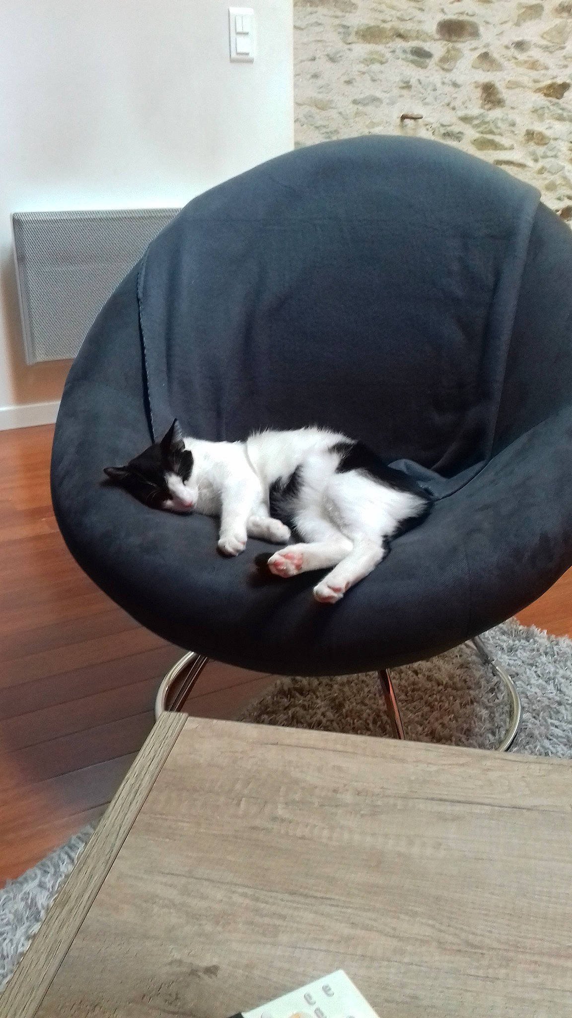 Oréo a rejoint le concours — aidez-le/la à gagner de superbes lots ! carnivore, cat, cat_bed, chair, comfort, felidae, furniture, kitten, small_to_medium_sized_cats, tail, whiskers