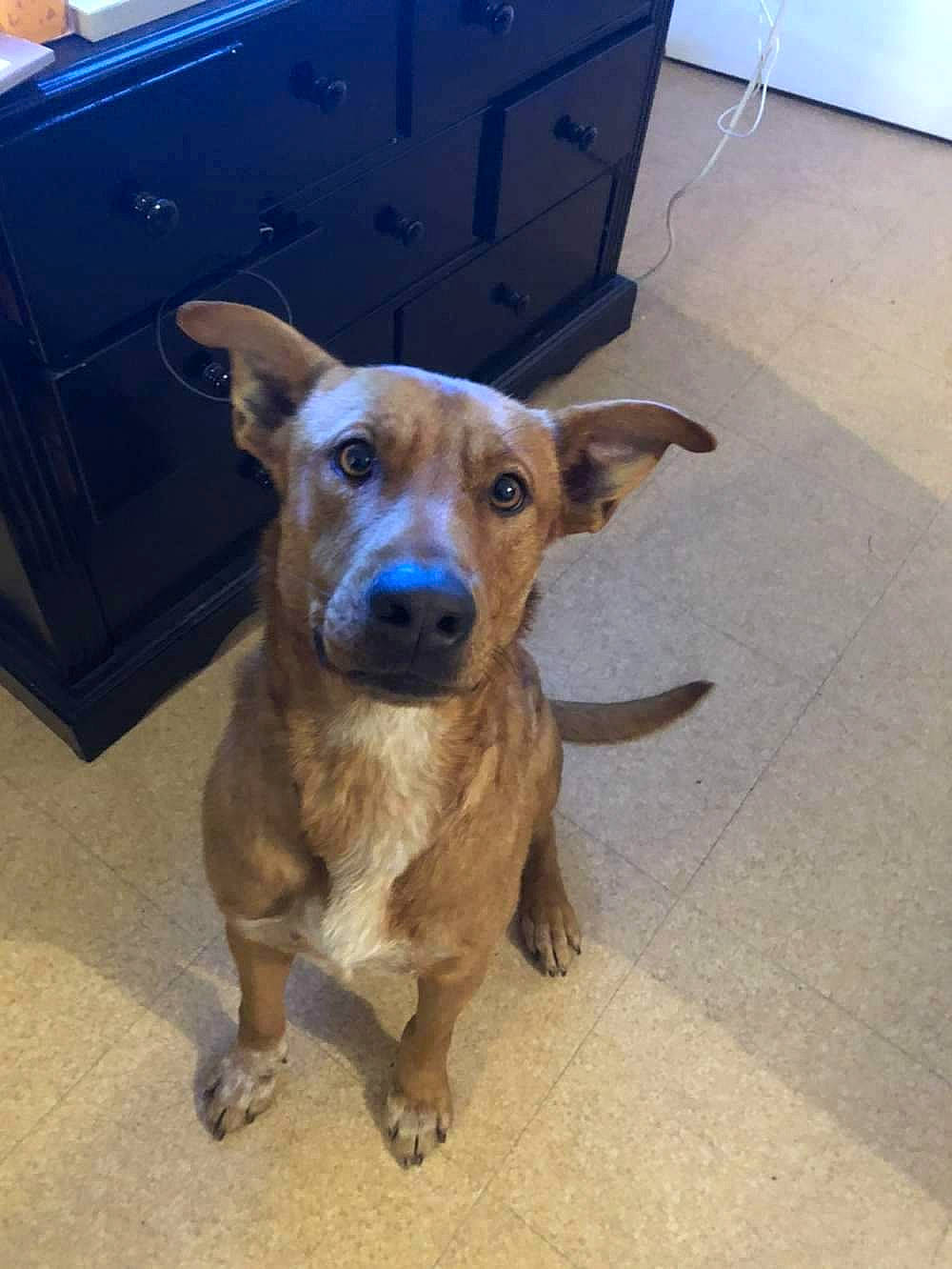 Maho a rejoint le concours — aidez-le/la à gagner de superbes lots ! box, cabinetry, canidae, carnivore, chest_of_drawers, collar, companion_dog, cupboard, dog, dog_breed, dog_supply, drawer, dresser, fawn, floor, flooring, liver, snout, sporting_group, working_animal