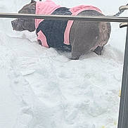 Pinky joined the competition — help win amazing prizes! dog, snow, winter, jacket, pink, black, outdoor, cold, animal, pet, canine, fur, standing, window, railing, weather, nature, back_view, coat, frost