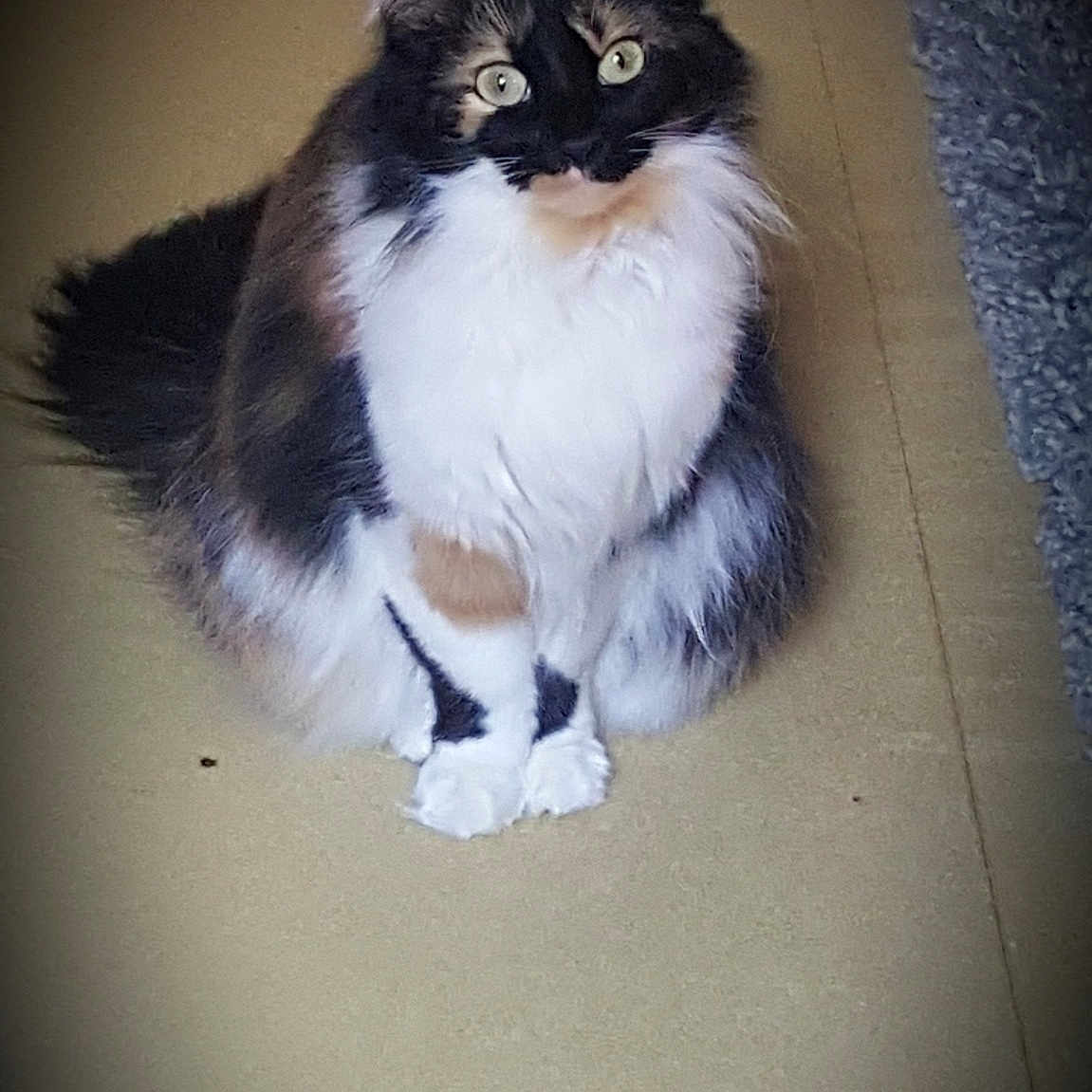 Missy