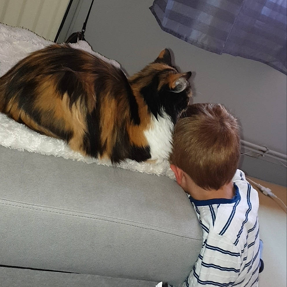 Missy a rejoint le concours — aidez-le/la à gagner de superbes lots ! carnivore, cat, comfort, felidae, fur