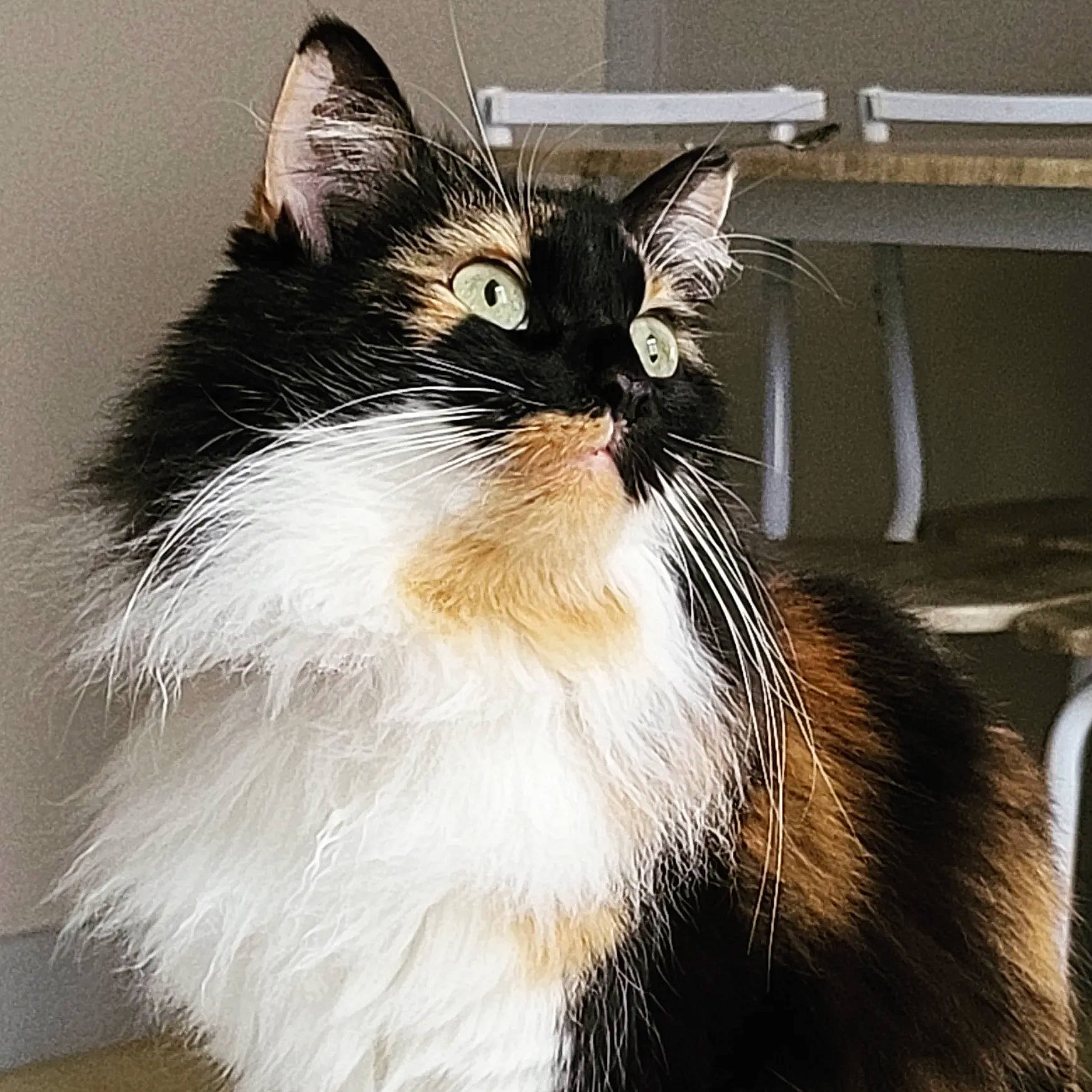 Missy participe au concours pour gagner de l'argent avec cette photo : carnivore, cat, felidae, fur, small_to_medium_sized_cats, snout, terrestrial_animal, whiskers