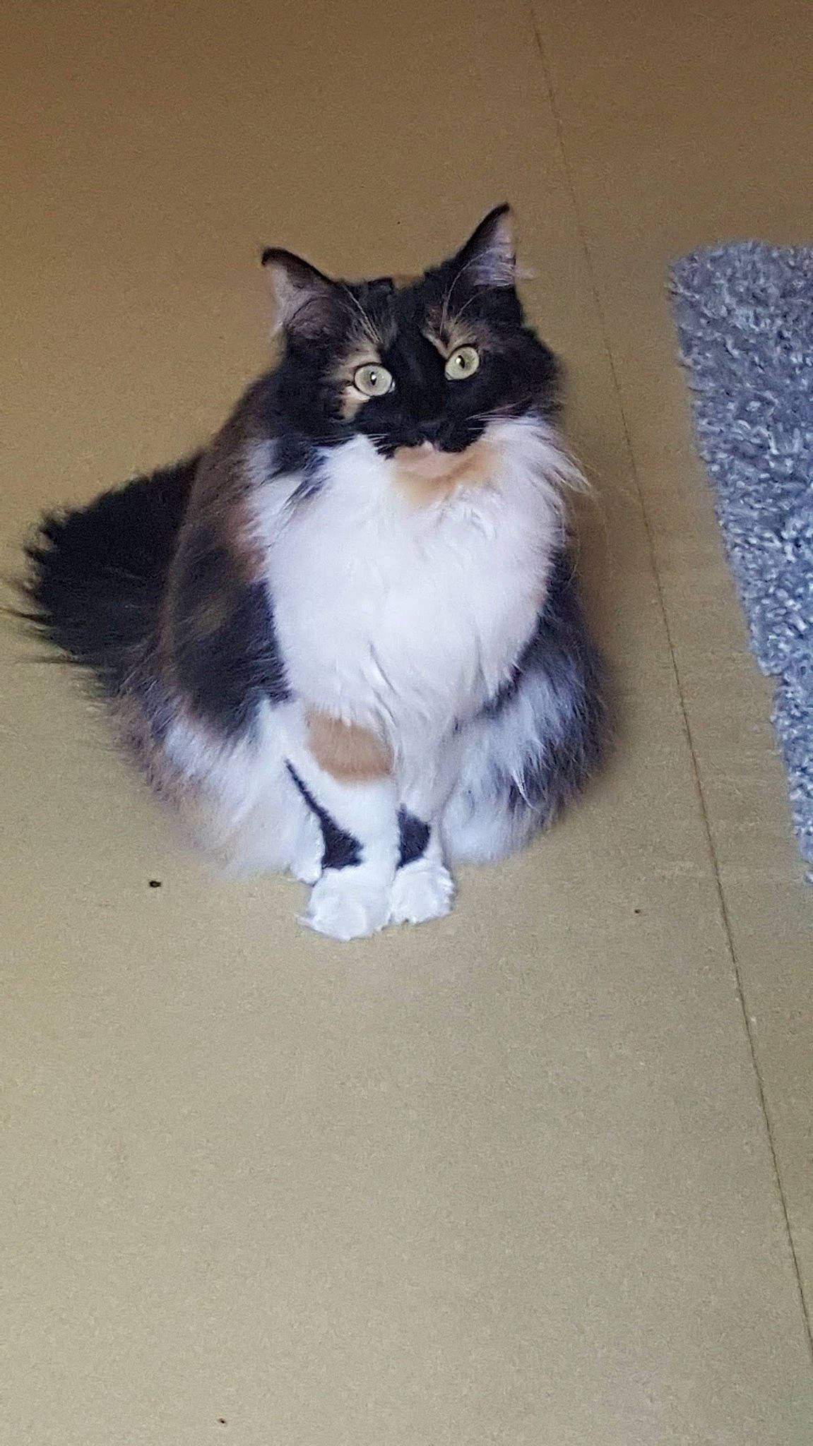 Missy participe au concours pour gagner de l'argent avec cette photo : asian_semi_longhair, british_semi_longhair, carnivore, cat, cymric, domestic_long_haired_cat, domestic_short_haired_cat, felidae, fur, kitten, maine_coon, mammal, norwegian_forest_cat, persian, polydactyl_cat, ragamuffin, small_to_medium_sized_cats, tail, whiskers