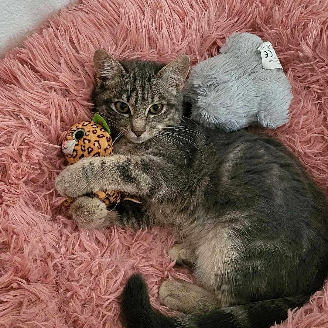 Lili