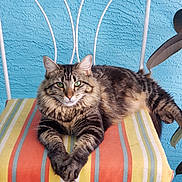 Luna joined the competition — help win amazing prizes! cat, tabby, pet, animal, feline, striped_cushion, chair, blue_wall, green_eyes, relaxed, indoor, houseplant, paws, fur, portrait, resting, cute, whiskers, texture, colorful