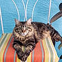 cat, tabby, pet, animal, feline, striped_cushion, chair, blue_wall, green_eyes, relaxed, indoor, houseplant, paws, fur, portrait, resting, cute, whiskers, texture, colorful