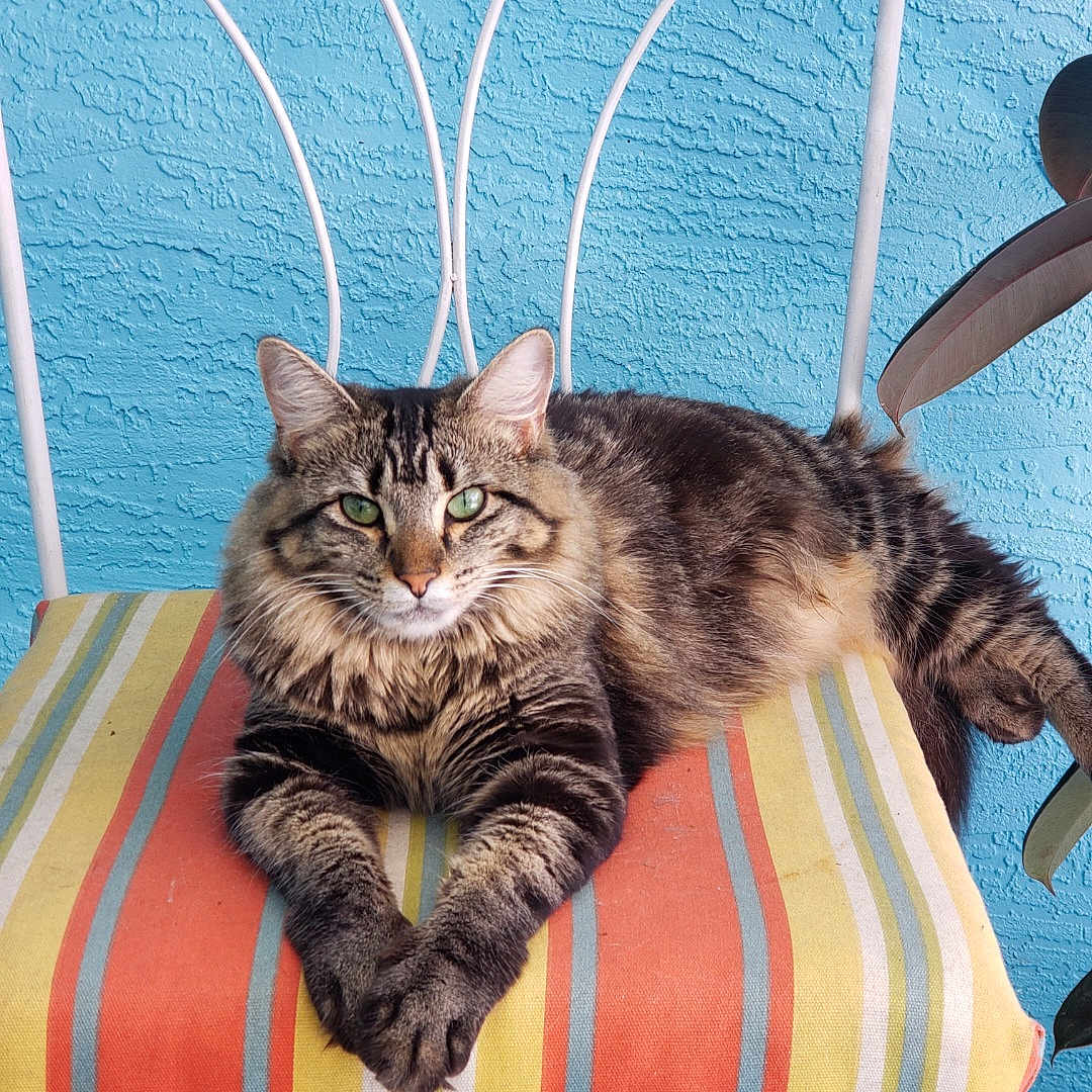 Luna joined the competition — help win amazing prizes! animal, blue_wall, cat, chair, colorful, cute, feline, fur, green_eyes, houseplant, indoor, paws, pet, portrait, relaxed, resting, striped_cushion, tabby, texture, whiskers