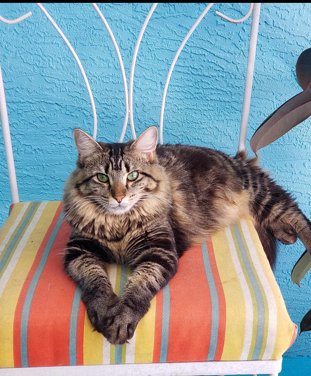 Luna joined the competition — help win amazing prizes! cat, tabby, pet, animal, feline, striped_cushion, chair, blue_wall, green_eyes, relaxed, indoor, houseplant, paws, fur, portrait, resting, cute, whiskers, texture, colorful