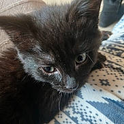 Una a rejoint le concours — aidez-le/la à gagner de superbes lots ! animal, black_cat, blanket, close_up, cozy, cute, domestic_cat, ears, face, feline, fur, furry, indoor, kitten, patterned, pet, resting, soft, whiskers, young