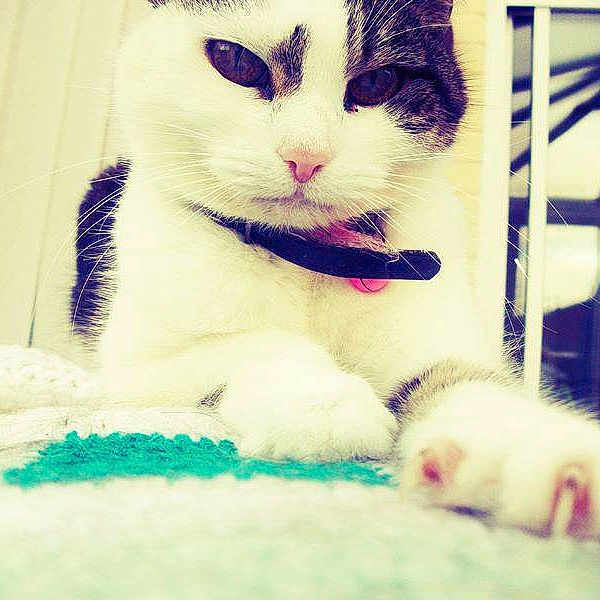 Daisy