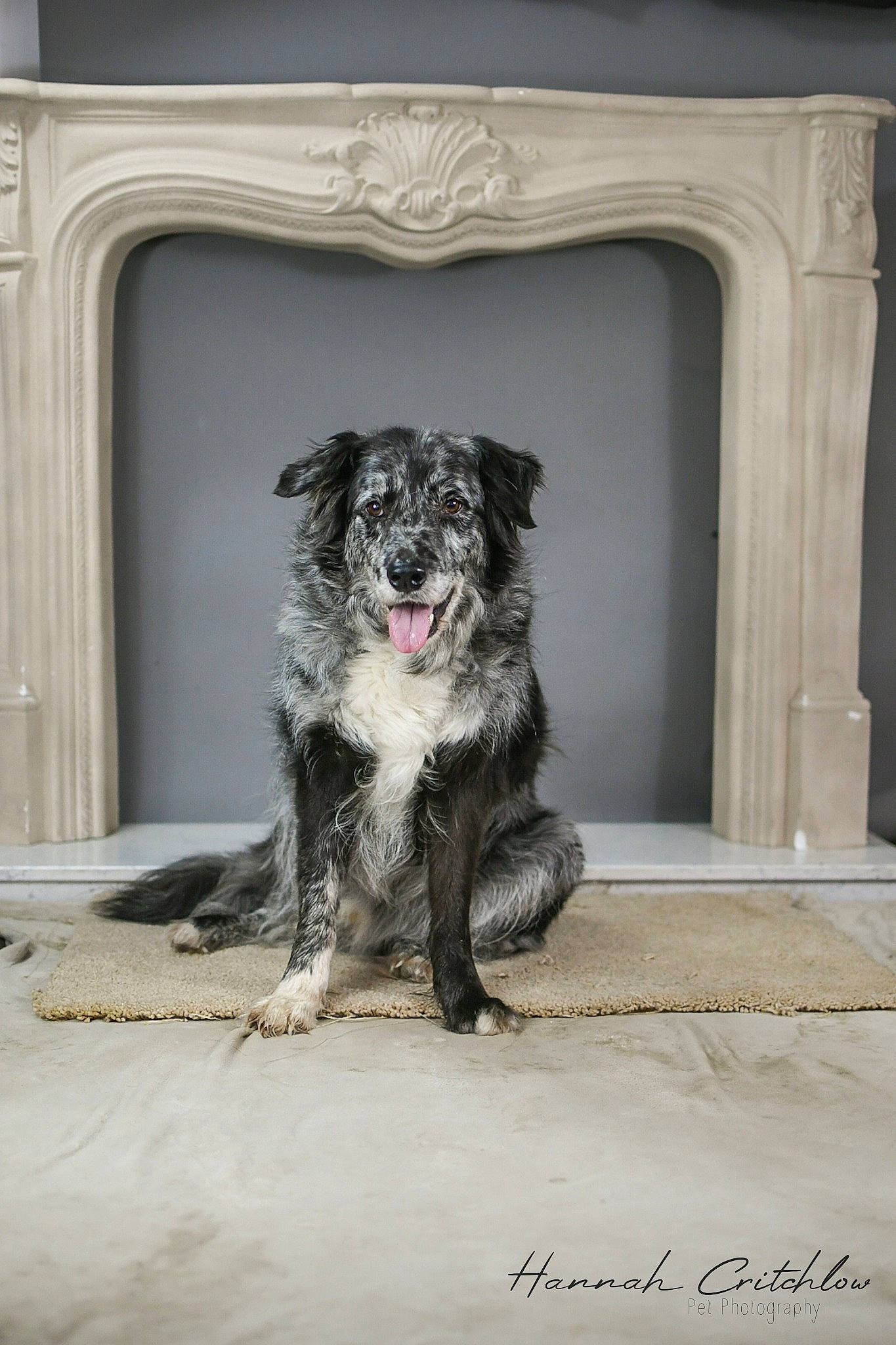 Badger is registered to the contest to win money with this photo: art, canidae, carnivore, companion_dog, dog, dog_breed, door, drawing, flooring, fur, grey, plant, room, snout, sporting_group, tail, tree, visual_arts, working_animal, working_dog