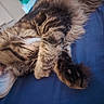 Aldo participe au concours pour gagner de l'argent avec cette photo : animal, blue_background, cat, closeup, cozy, cute, domestic, feline, fur, indoor, mammal, paw, pet, relaxing, resting, sleeping, soft, striped, tabby, whiskers