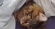 Aldo participe au concours pour gagner de l'argent avec cette photo : animal, bed, blanket, cat, closeup, comfort, cozy, cute, domestic, fur, indoor, nap, pet, pillow, relaxation, resting, sleeping, soft, tabby, whiskers