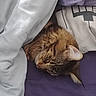 animal, bed, blanket, cat, closeup, comfort, cozy, cute, domestic, fur, indoor, nap, pet, pillow, relaxation, resting, sleeping, soft, tabby, whiskers